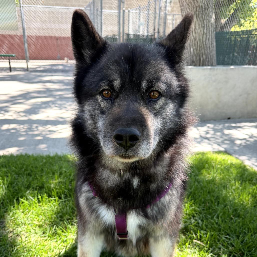 BlackJack, a Adoptable mixed breed in Murray, UT image 2/6