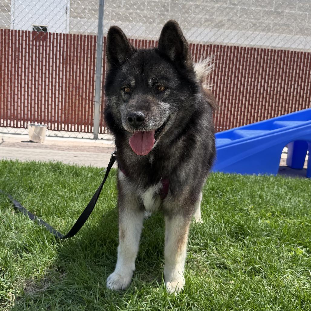 BlackJack, a Adoptable mixed breed in Murray, UT image 5/6