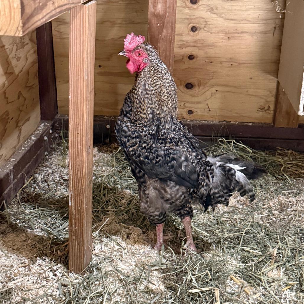 Enlarge Frank, a Adoptable Chicken in Cheyenne, WY image 1/1