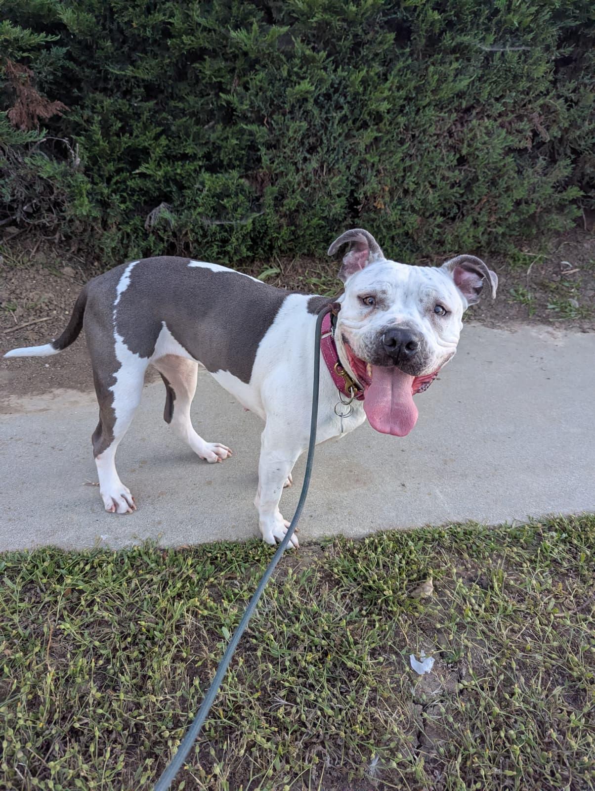 Enlarge Freckles, a Adoptable mixed breed in Pasadena, CA image 2/6