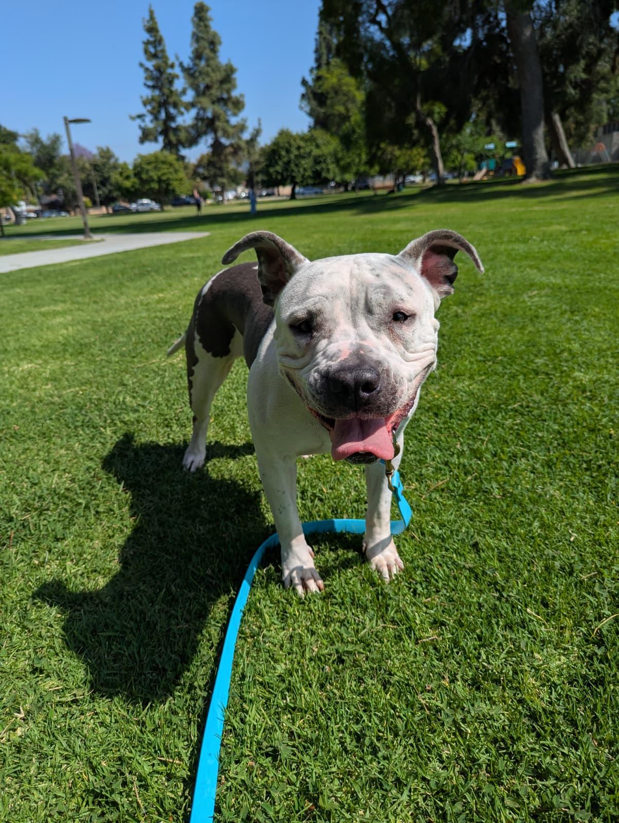 Enlarge Freckles, a Adoptable mixed breed in Pasadena, CA image 6/6