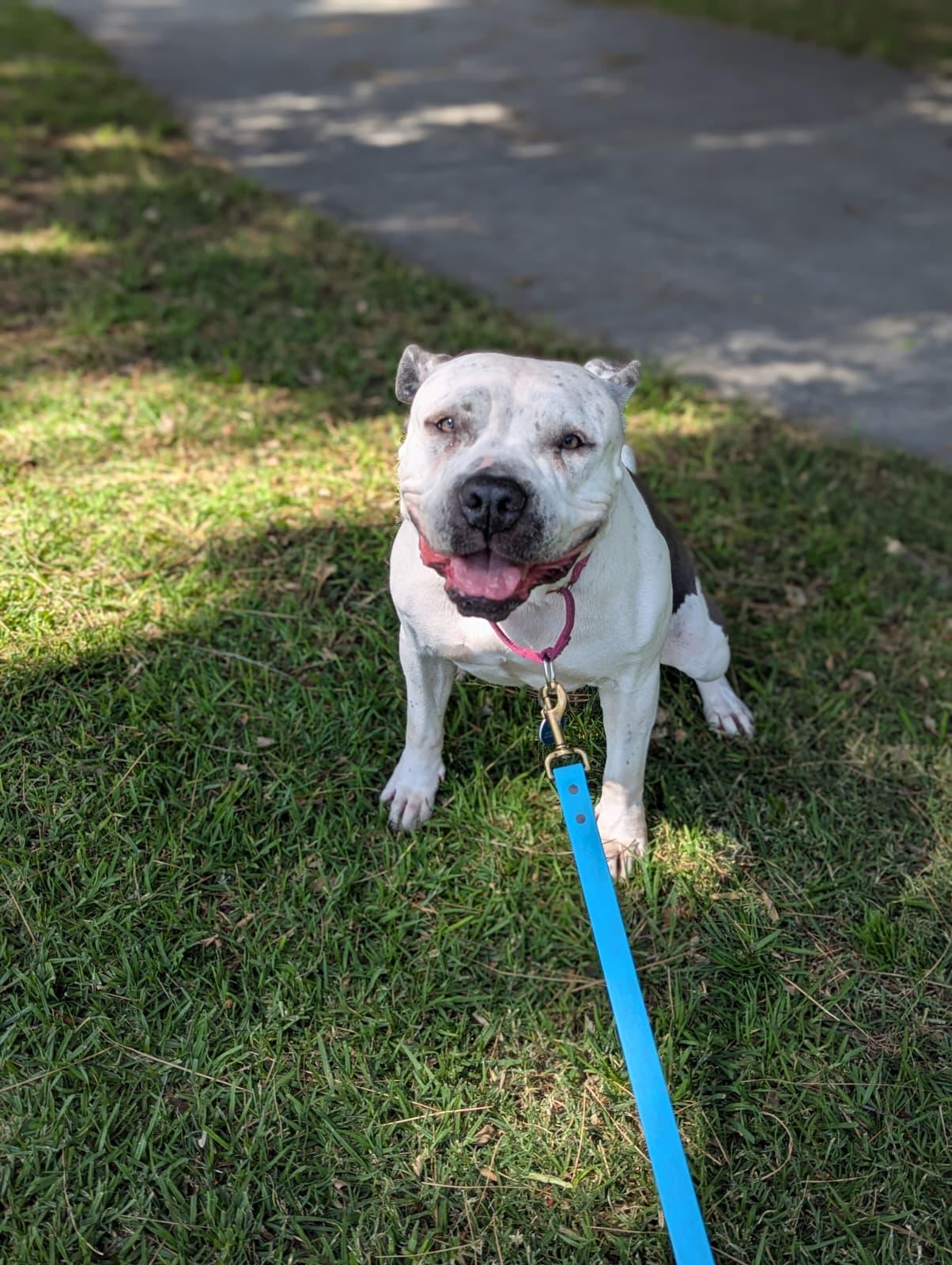 Enlarge Freckles, a Adoptable mixed breed in Pasadena, CA image 3/6