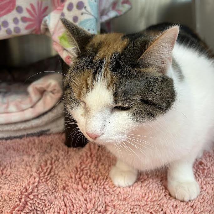 Enlarge Autumn, a Adoptable Domestic Short Hair in Charlottesville, VA image 1/3