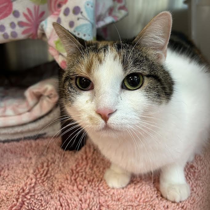 Enlarge Autumn, a Adoptable Domestic Short Hair in Charlottesville, VA image 2/3