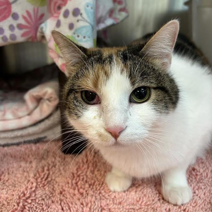 Enlarge Autumn, a Adoptable Domestic Short Hair in Charlottesville, VA image 3/3