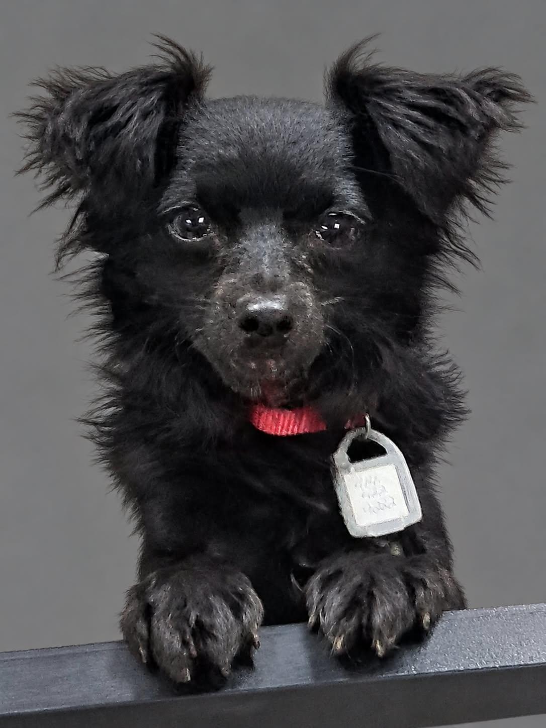 Buni Bubbles, Adoptable, Young Female Chihuahua.
