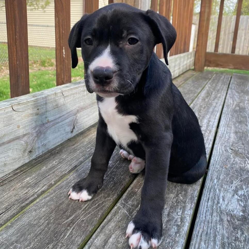 Dog for adoption Gene, a Border Collie Mix in Elyria, OH Petfinder