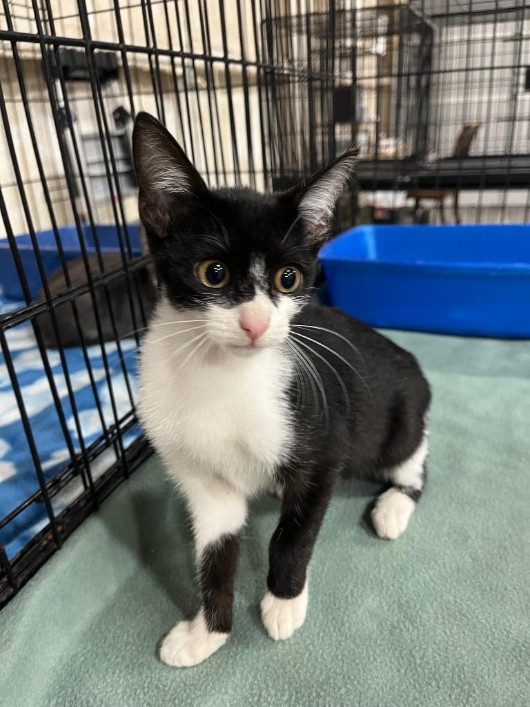 Enlarge Rory, a Adopted mixed breed in Corpus Christi, TX image 1/1