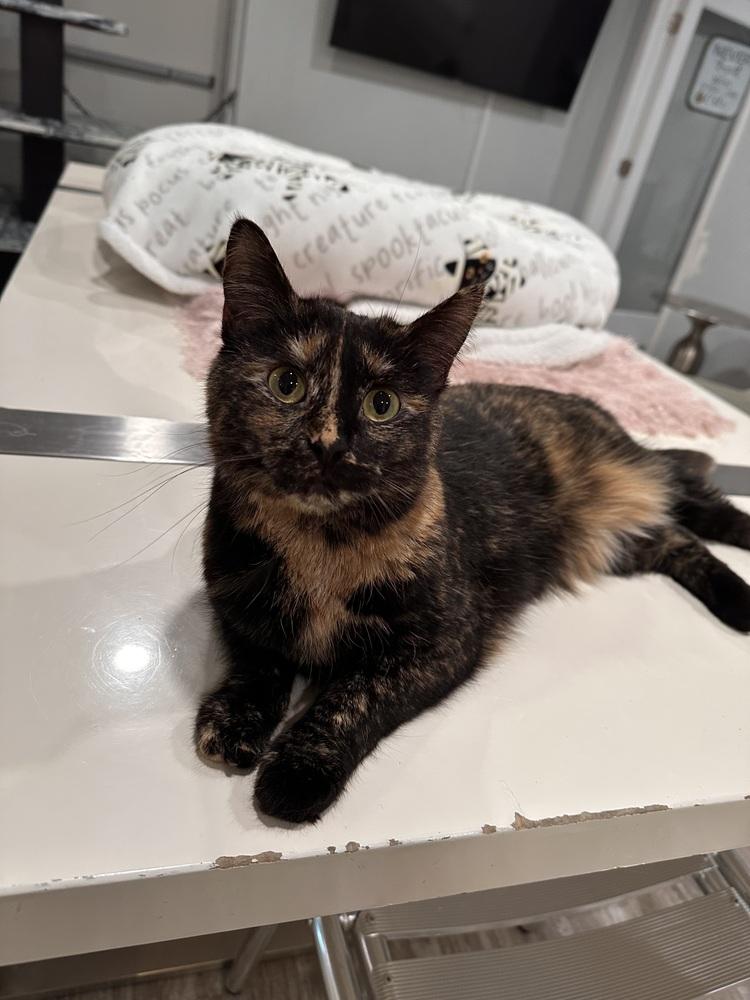 Emmie, a Adoptable Domestic Short Hair in Greensburg, PA image 1/3