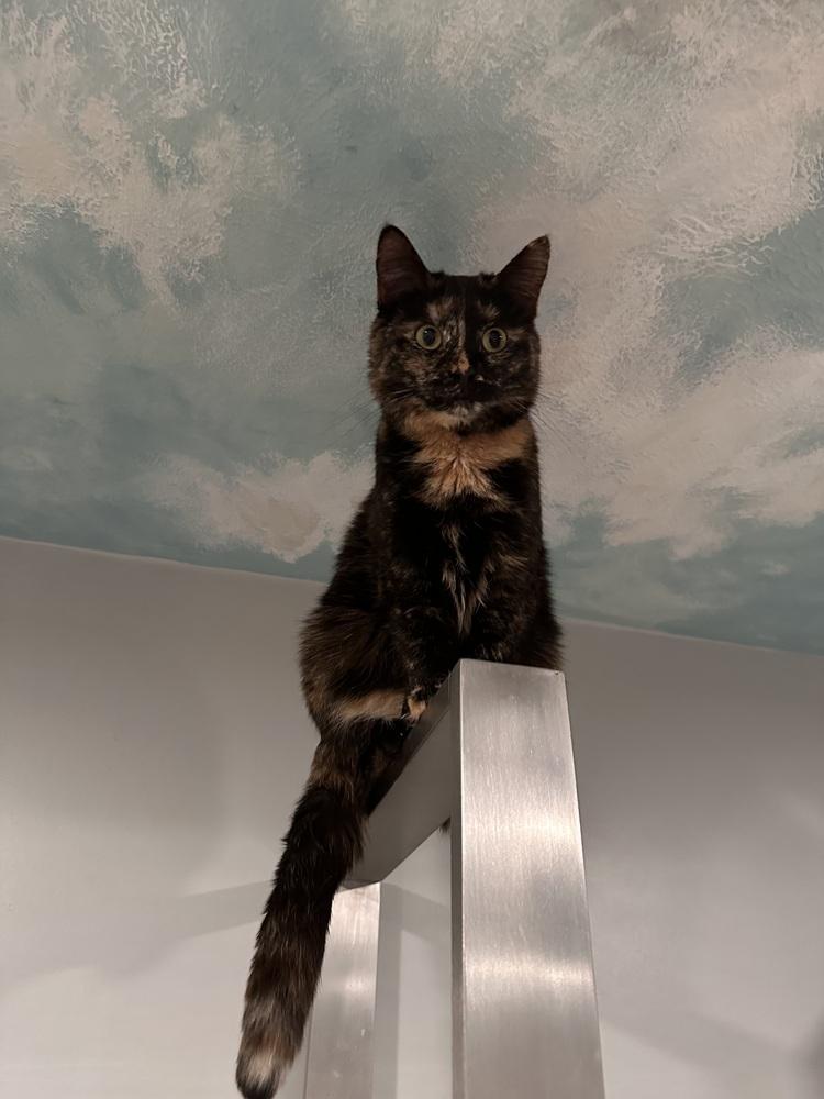 Emmie, a Adoptable Domestic Short Hair in Greensburg, PA image 2/3