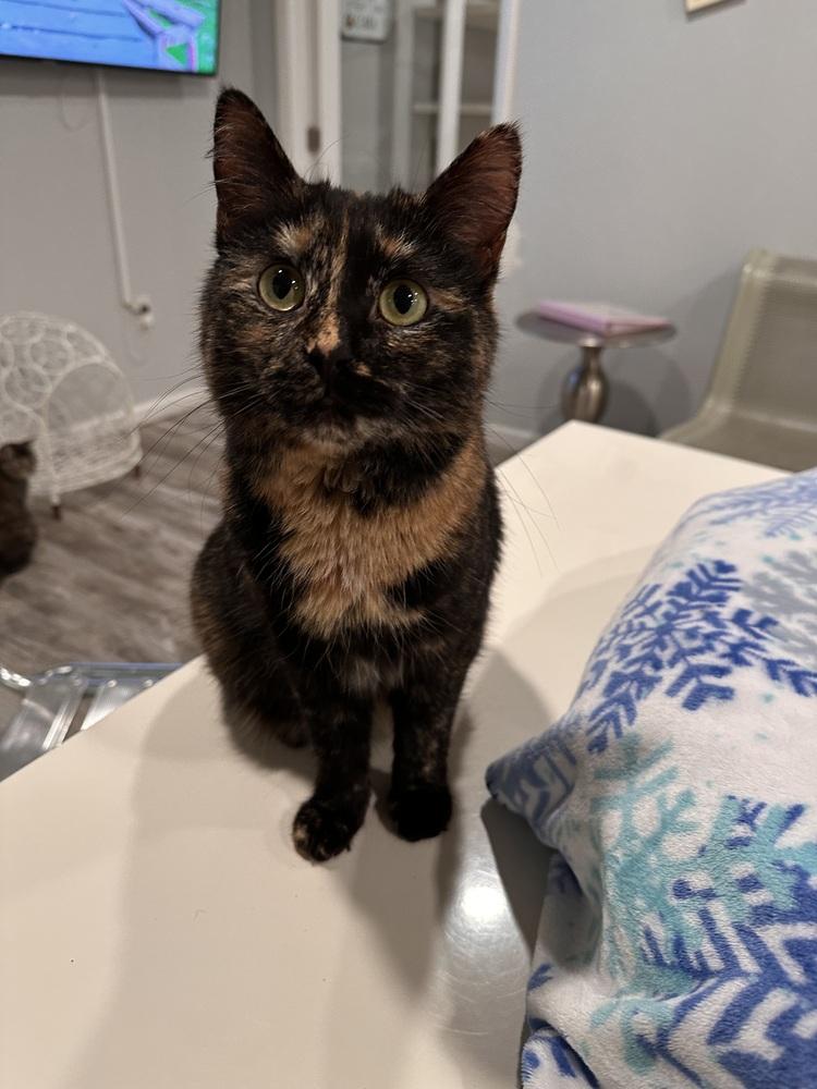 Emmie, a Adoptable Domestic Short Hair in Greensburg, PA image 3/3