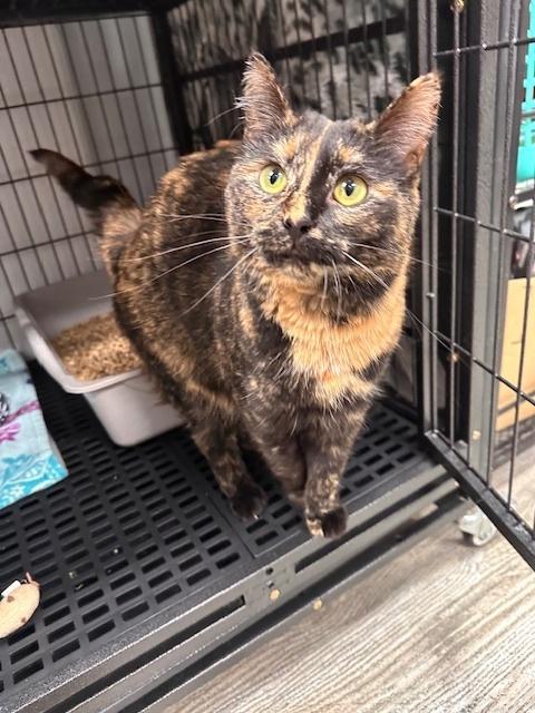 Emmie, Adoptable, Young Female Domestic Short Hair.