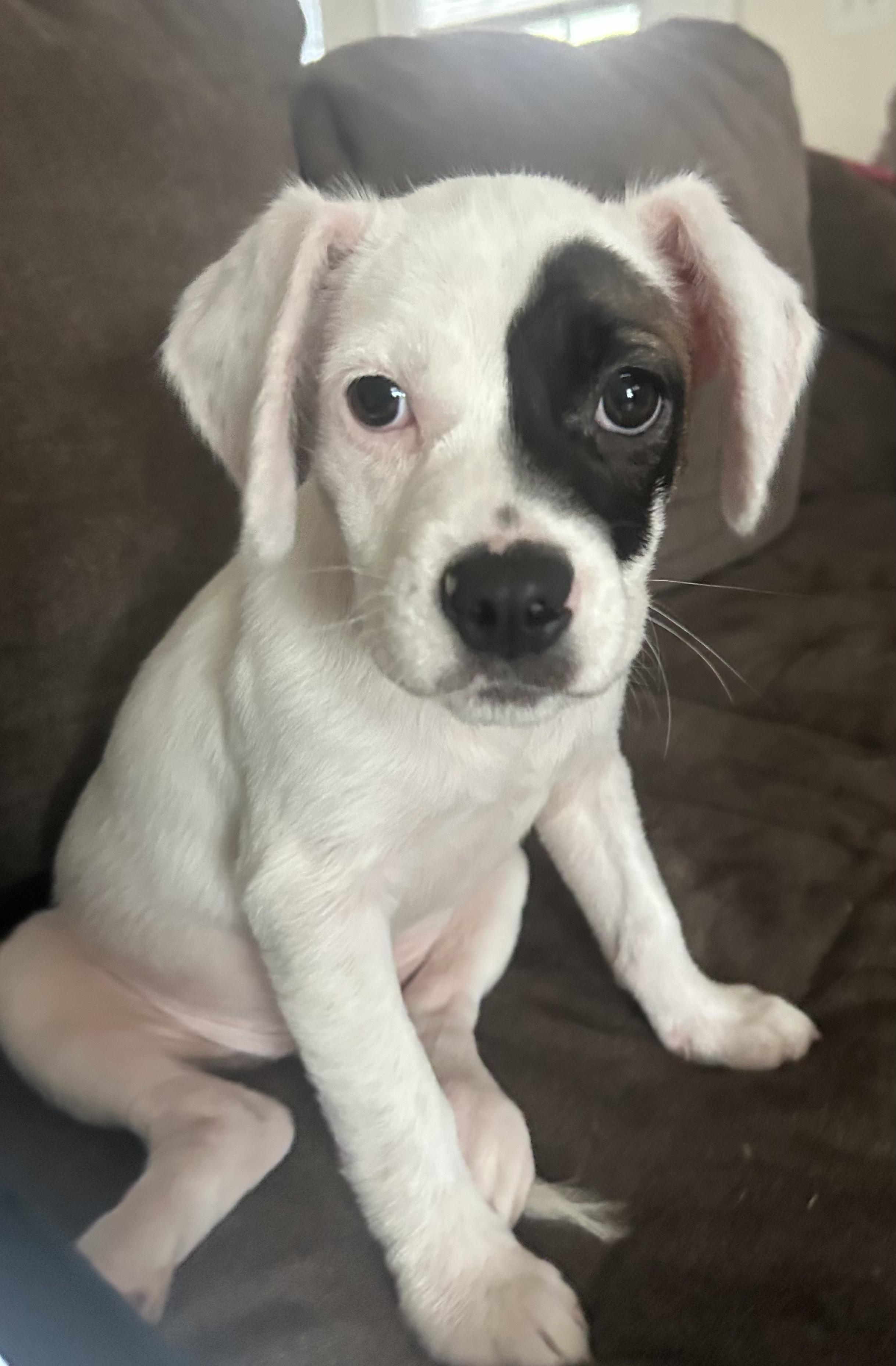 Enlarge Cleo, a ADOPTABLE mixed breed in Bloomingdale, GA image 3/5