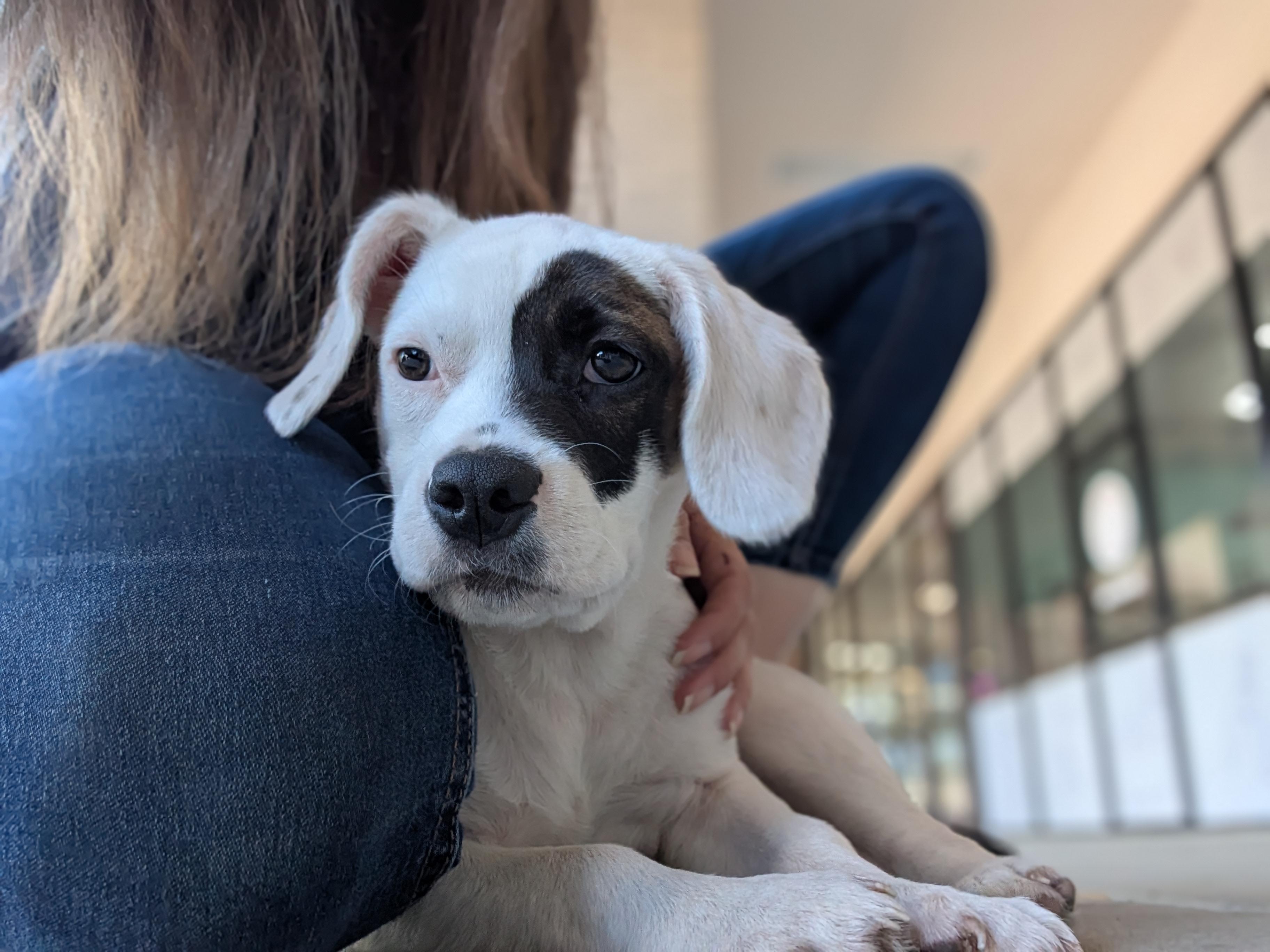 Enlarge Cleo, a ADOPTABLE mixed breed in Bloomingdale, GA image 5/5