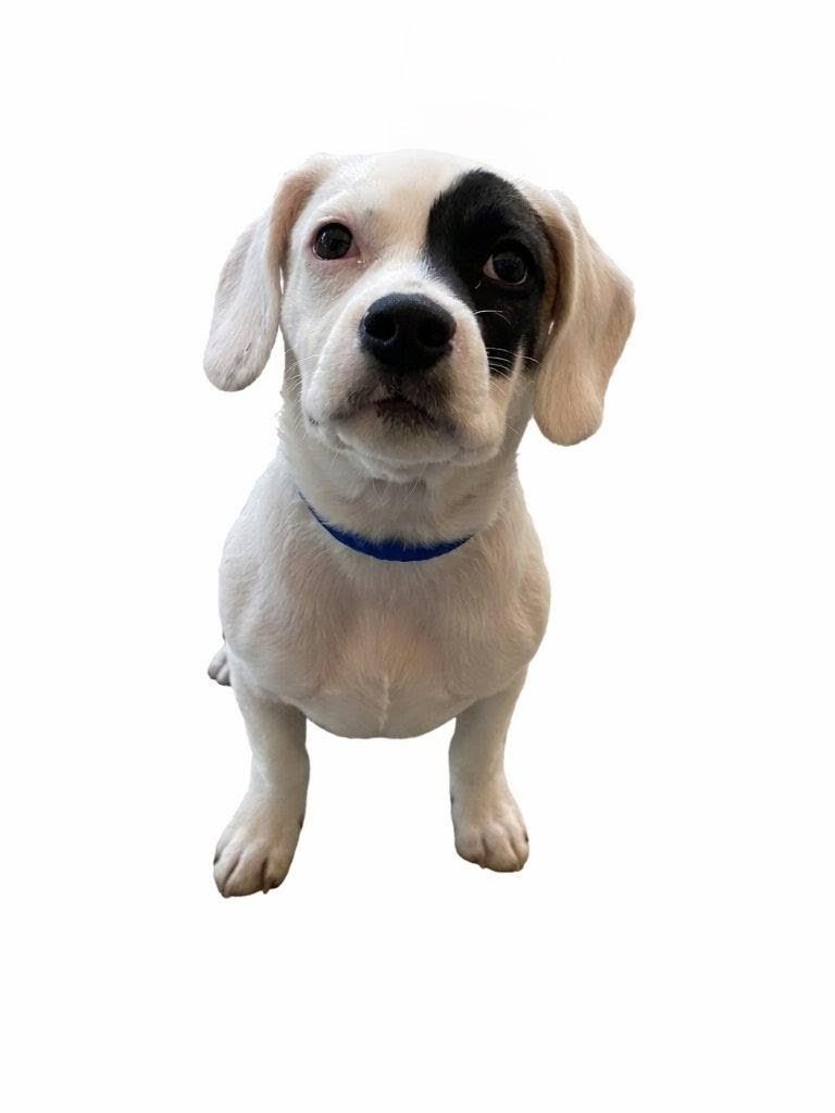 Cleo, ADOPTABLE, Puppy Female American Bulldog.