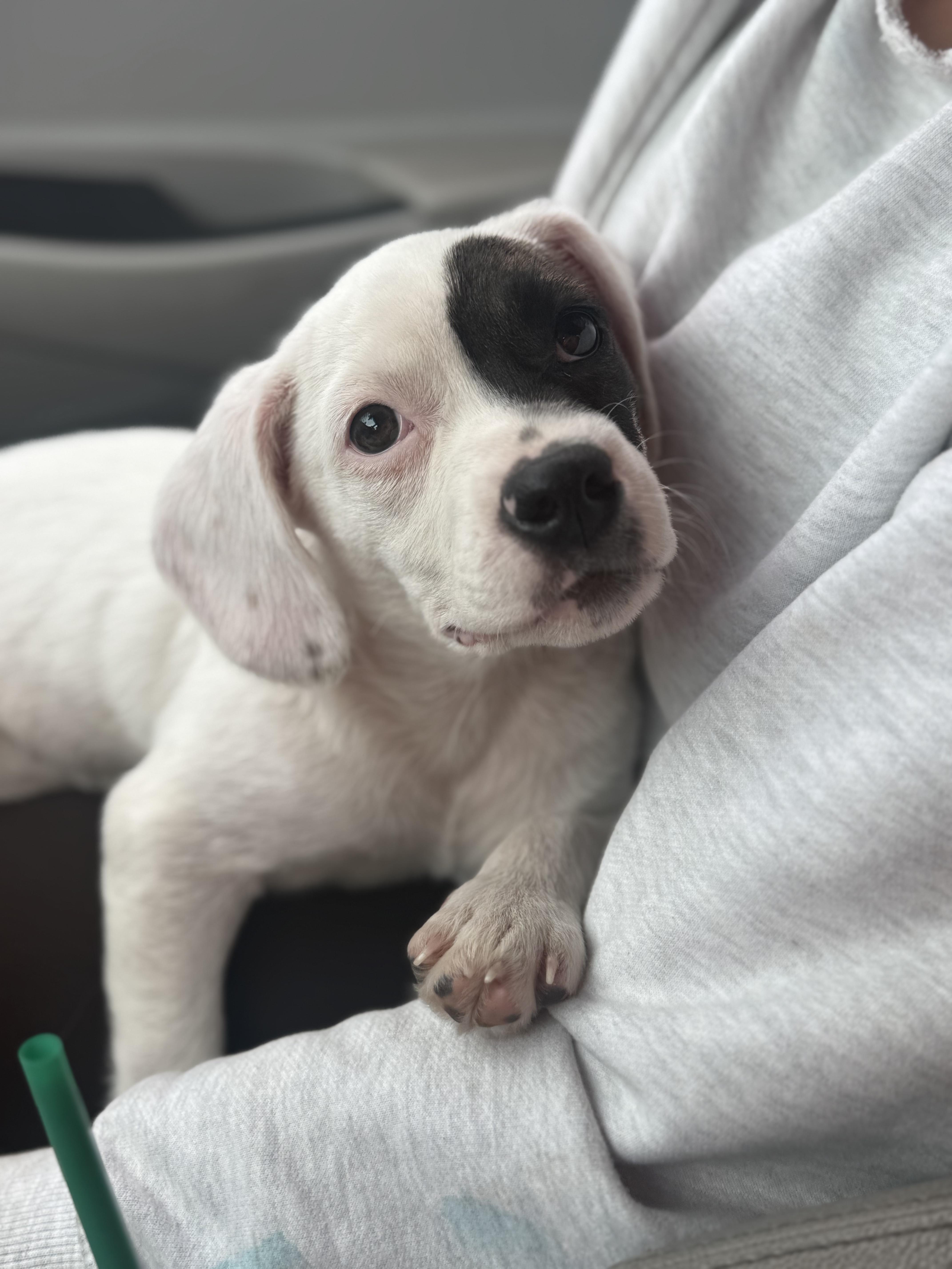 Enlarge Cleo, a ADOPTABLE mixed breed in Bloomingdale, GA image 2/5