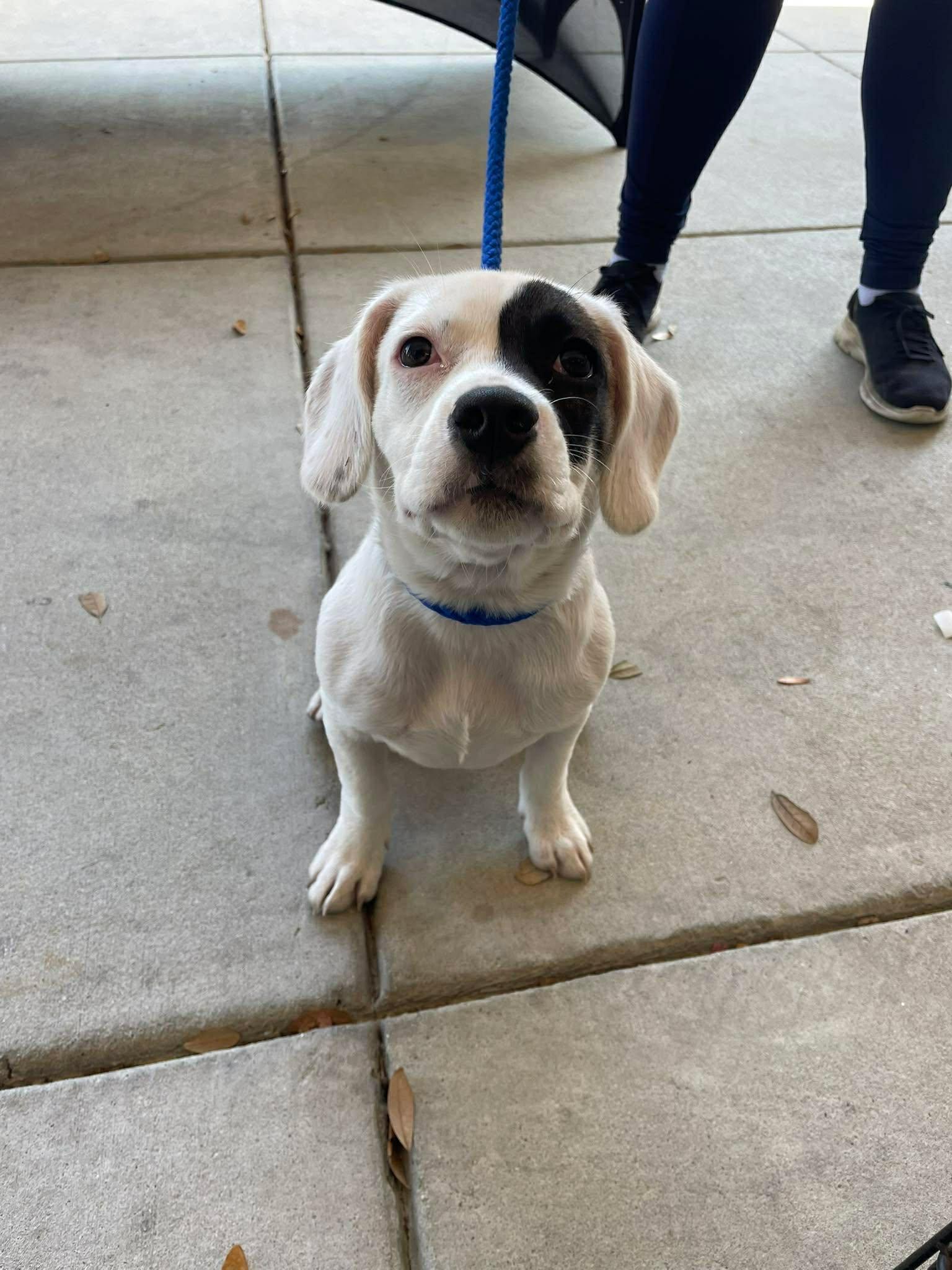 Enlarge Cleo, a ADOPTABLE mixed breed in Bloomingdale, GA image 4/5