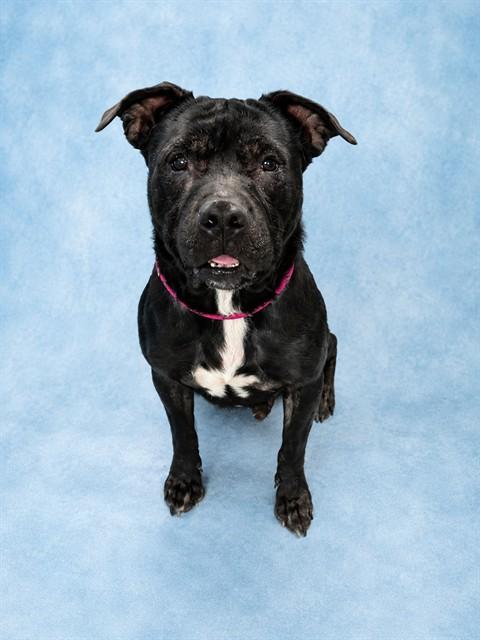 Enlarge AURORA, a Adoptable mixed breed in Westminster, MD image 1/1