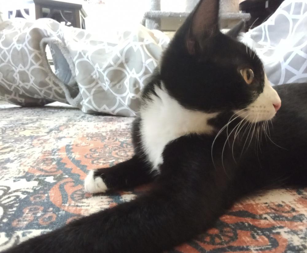 Enlarge Cryptids: Sasquatch (Sas), a Adoptable Domestic Short Hair in Warren, CT image 1/6