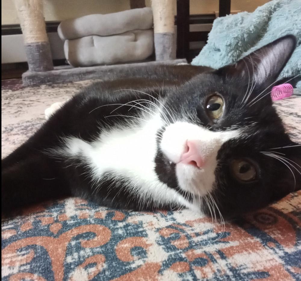 Enlarge Cryptids: Sasquatch (Sas), a Adoptable Domestic Short Hair in Warren, CT image 4/6