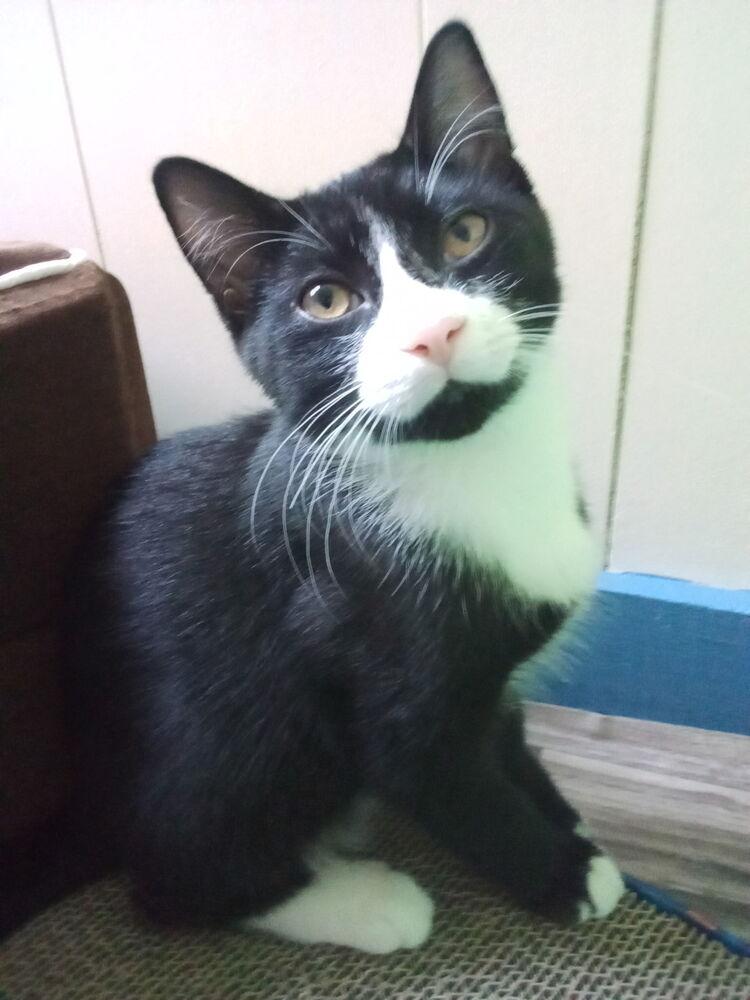 Enlarge Cryptids: Sasquatch (Sas), a Adoptable Domestic Short Hair in Warren, CT image 6/6