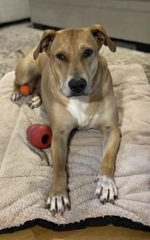 Lola, Adoptable, Adult Female Labrador Retriever & Shepherd.