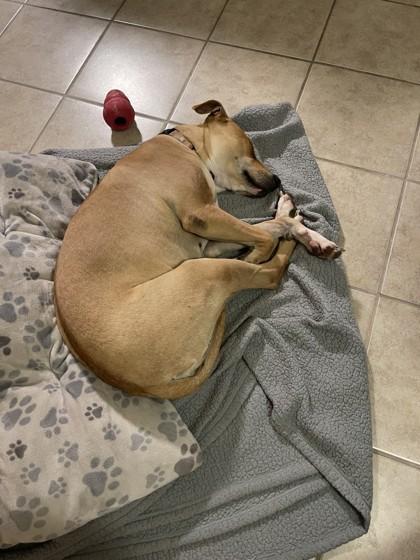 Lola, a Adoptable mixed breed in San Antonio, TX image 2/3