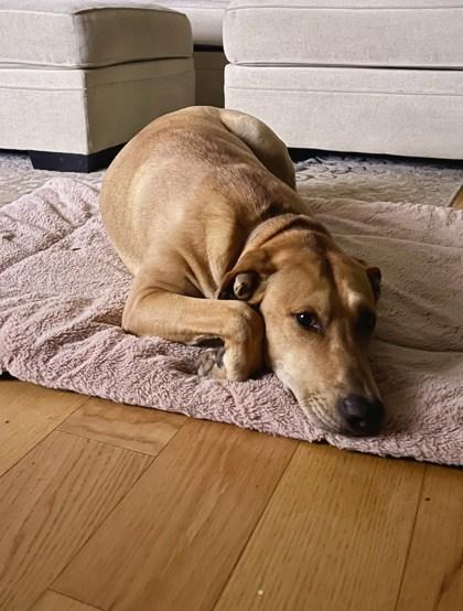 Lola, a Adoptable mixed breed in San Antonio, TX image 3/3