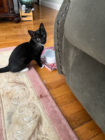 Puddle, Adoptable, Kitten Female Domestic Short Hair.