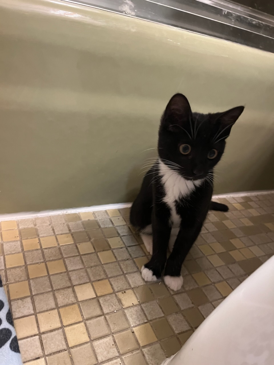 Puddle, a Adoptable Domestic Short Hair in Philadelphia, PA image 2/2