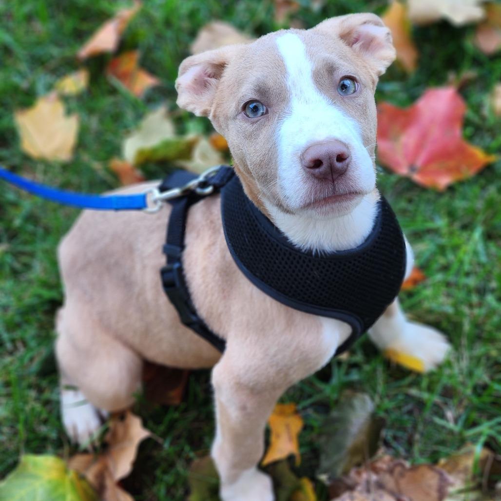 Enlarge Trooper, a Adopted Pit Bull Terrier in Fenton, MI image 3/3
