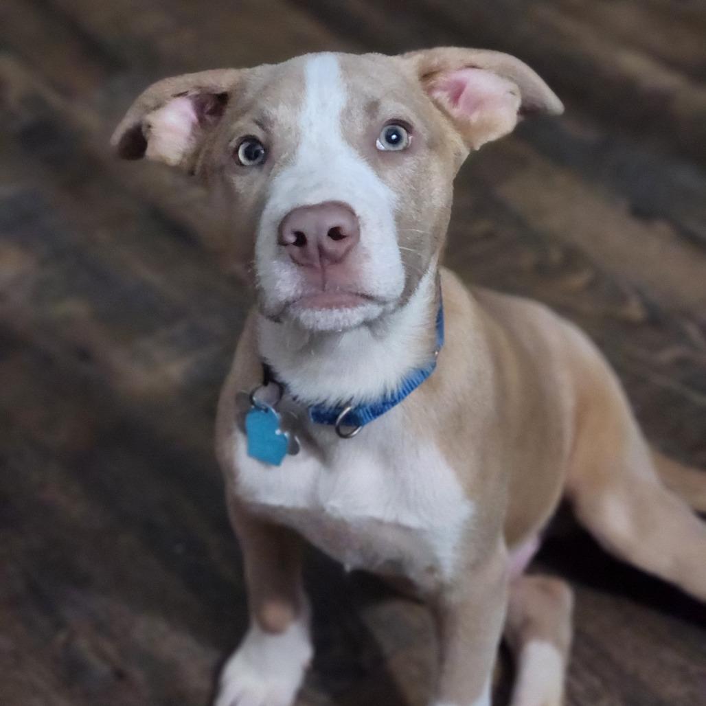 Enlarge Trooper, a Adopted Pit Bull Terrier in Fenton, MI image 2/3