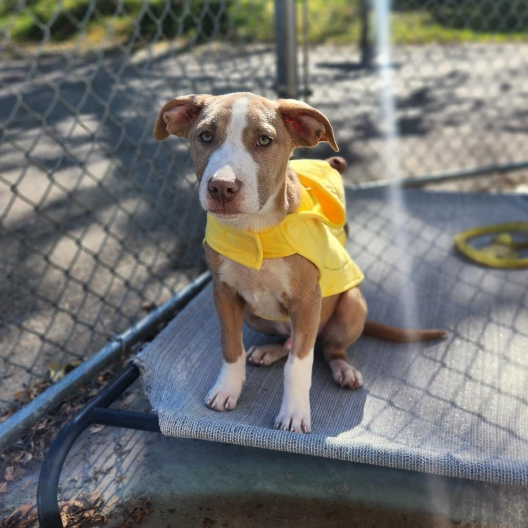 Trooper, Adopted, Young Male Pit Bull Terrier.