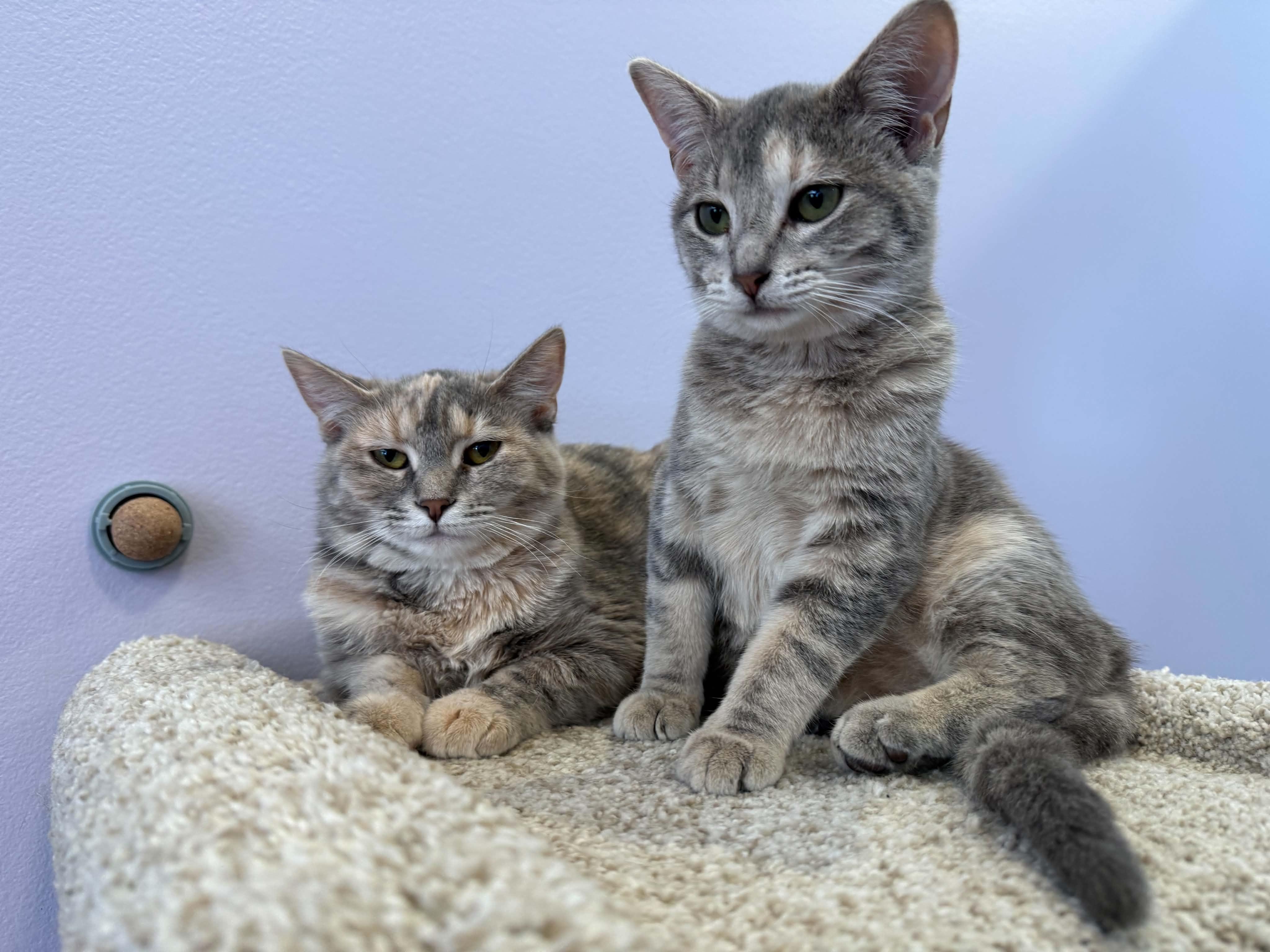 Enlarge Bonnie and Clyde (cat cafe), a Adoptable Domestic Short Hair in West Lafayette, IN image 2/6