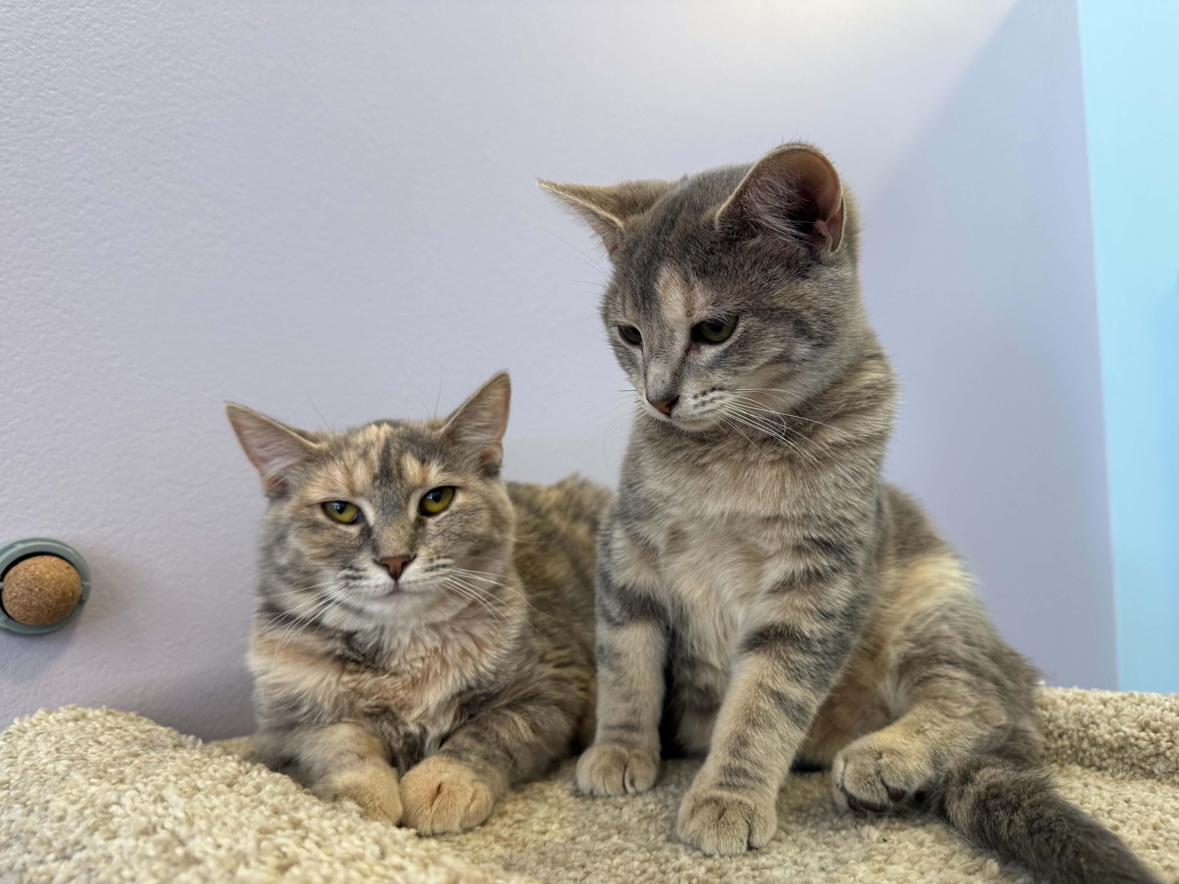 Enlarge Bonnie and Clyde (cat cafe), a Adoptable Domestic Short Hair in West Lafayette, IN image 5/6