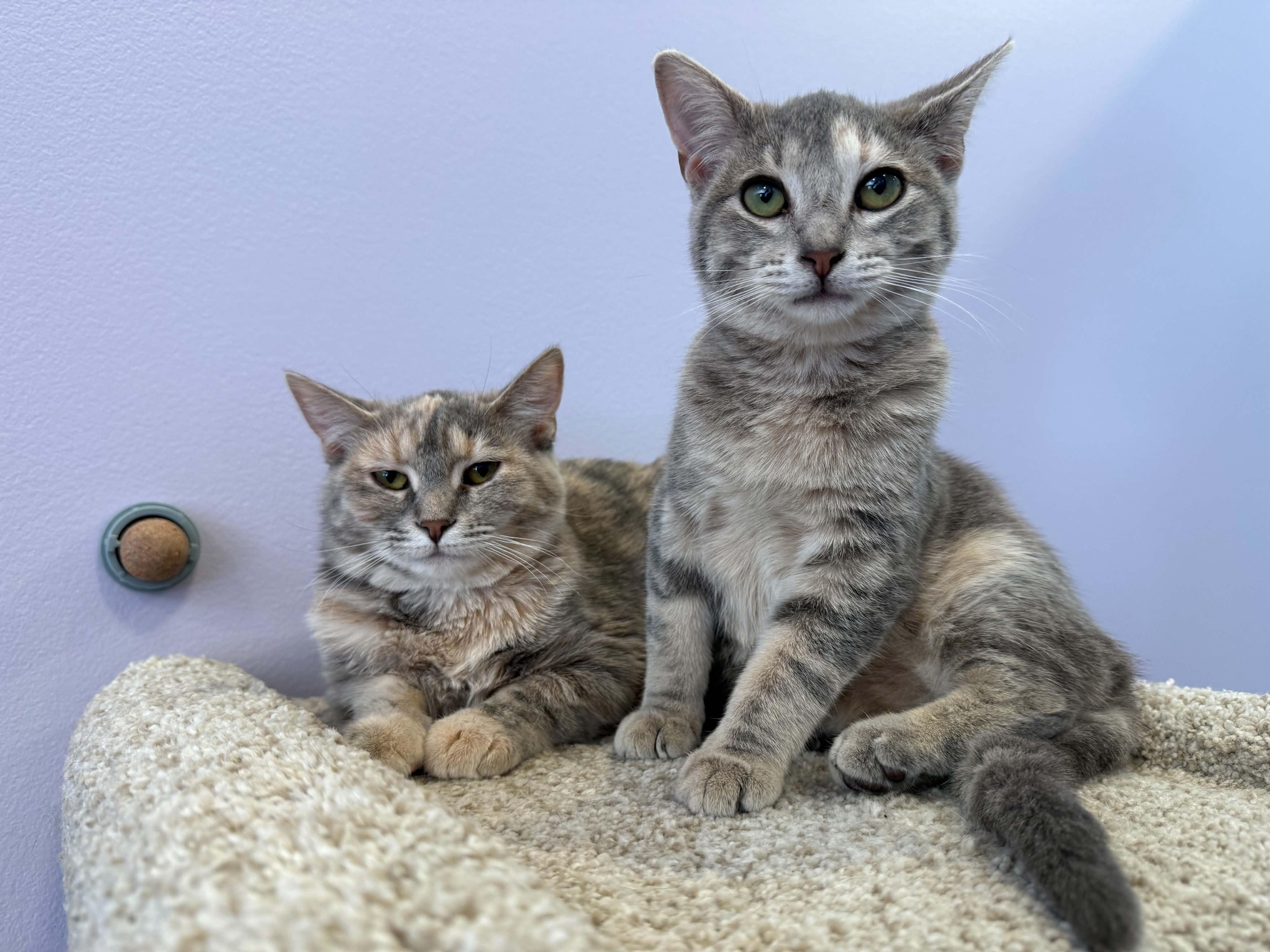 Enlarge Bonnie and Clyde (cat cafe), a Adoptable Domestic Short Hair in West Lafayette, IN image 4/6
