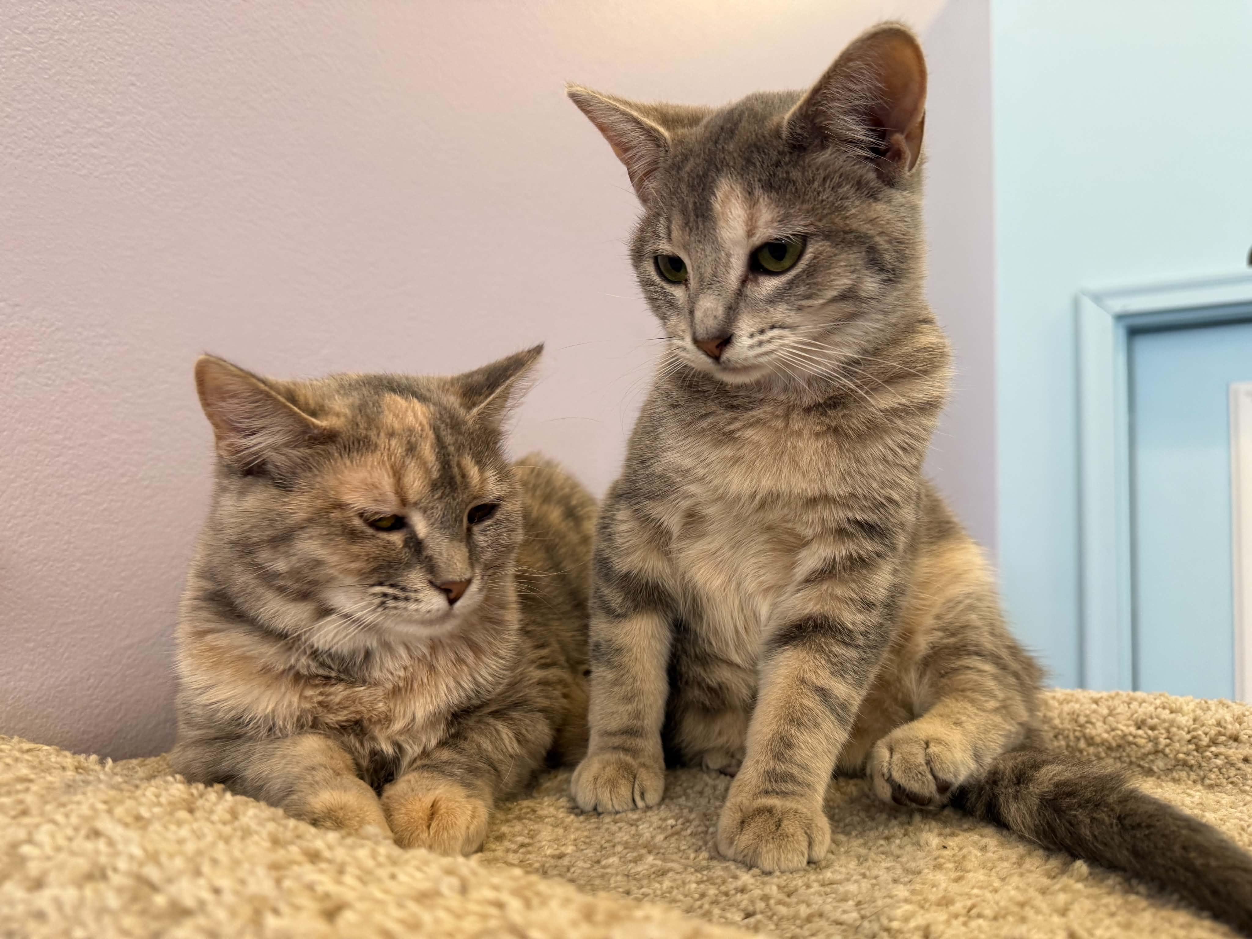 Enlarge Bonnie and Clyde (cat cafe), a Adoptable Domestic Short Hair in West Lafayette, IN image 6/6