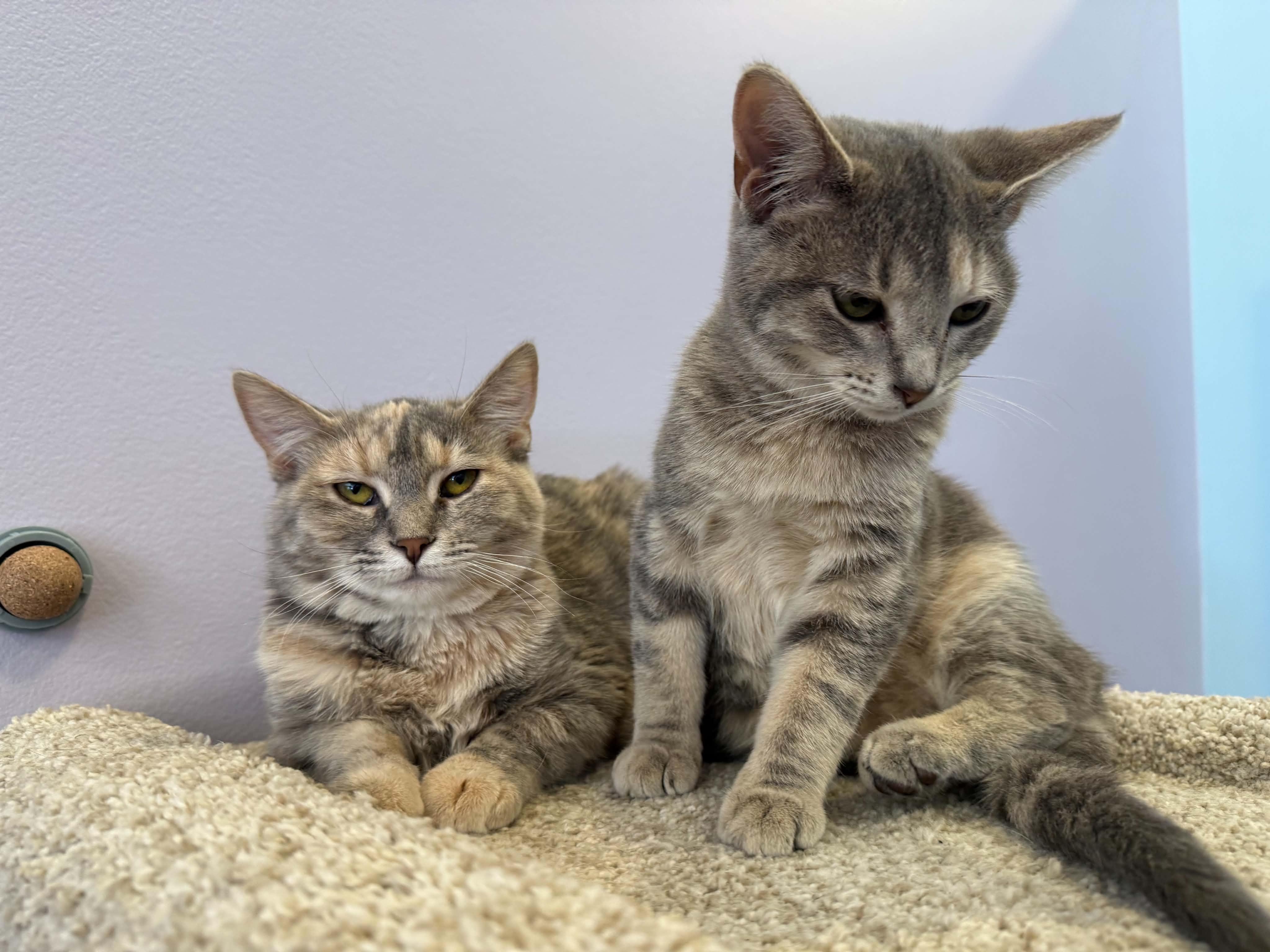 Enlarge Bonnie and Clyde (cat cafe), a Adoptable Domestic Short Hair in West Lafayette, IN image 3/6