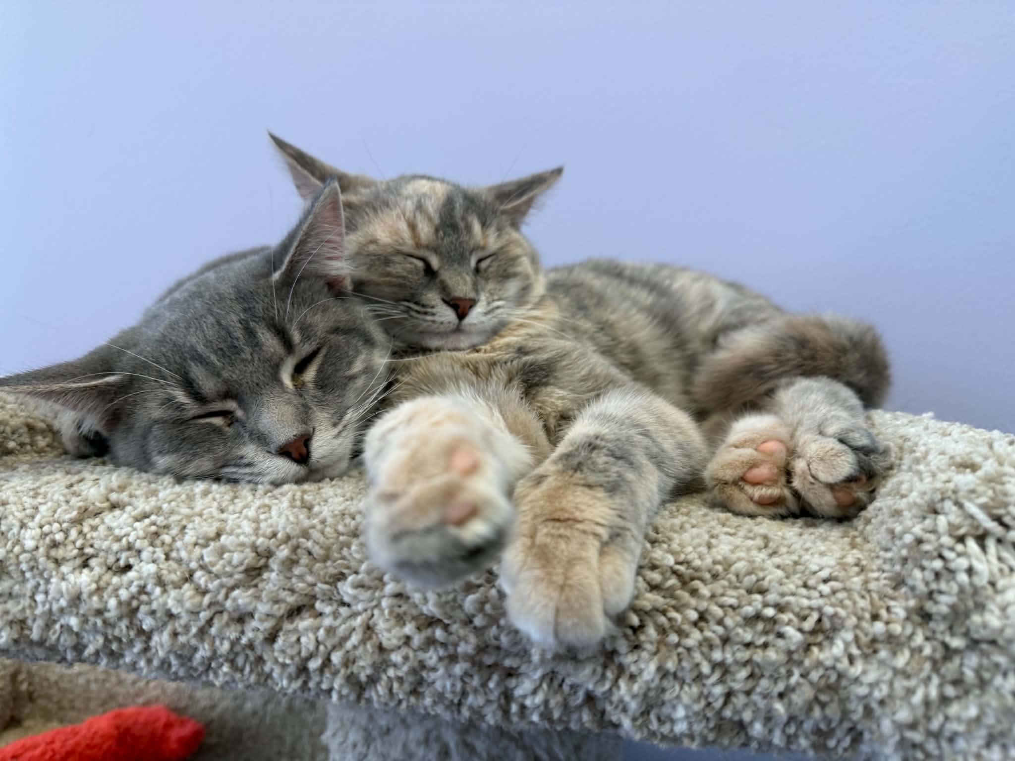 Bonnie and Clyde (cat cafe), Adoptable, Kitten Female Domestic Short Hair.