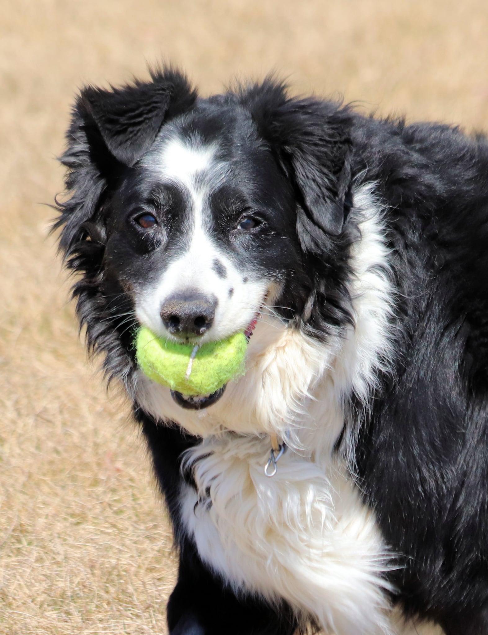 Freckles, a ADOPTABLE Border Collie in Winnipeg, MB image 2/6