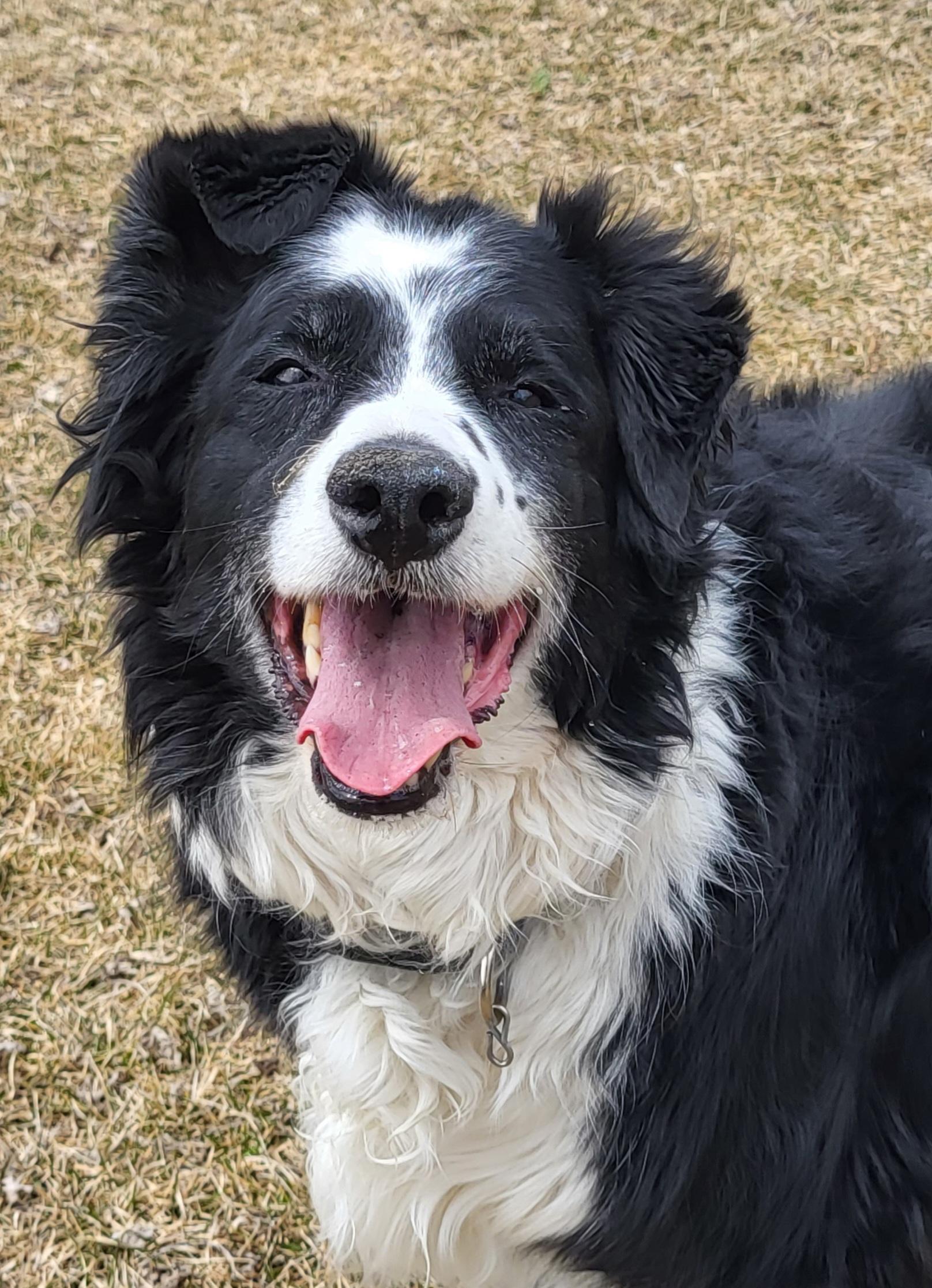 Freckles, a ADOPTABLE Border Collie in Winnipeg, MB image 5/6