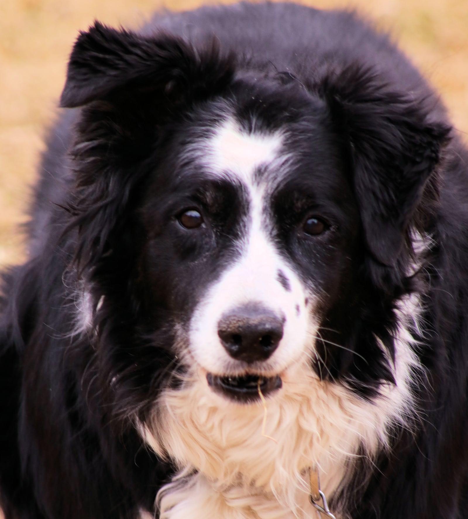 Freckles, a ADOPTABLE Border Collie in Winnipeg, MB image 4/6