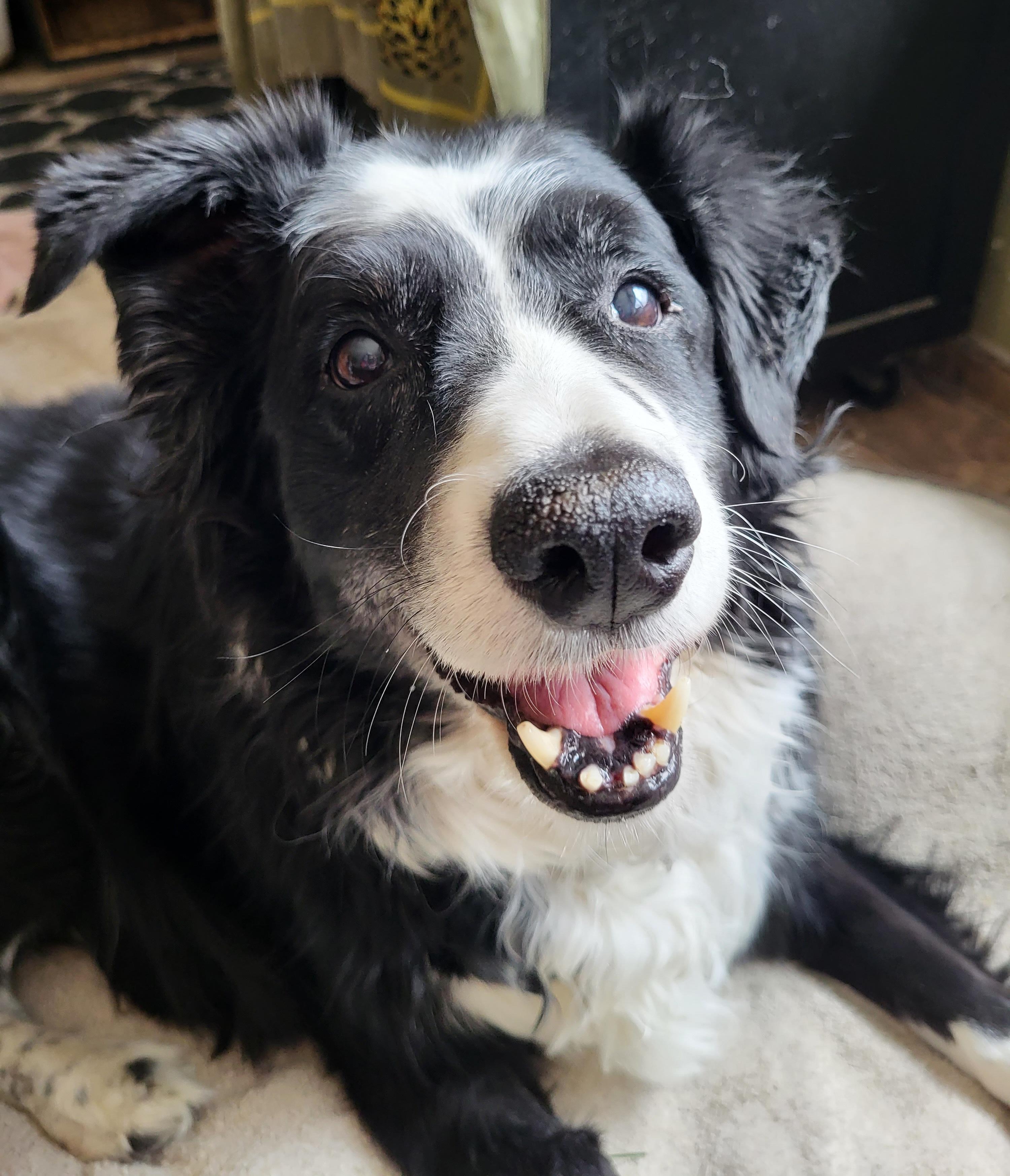 Freckles, ADOPTABLE, Senior Male Border Collie.