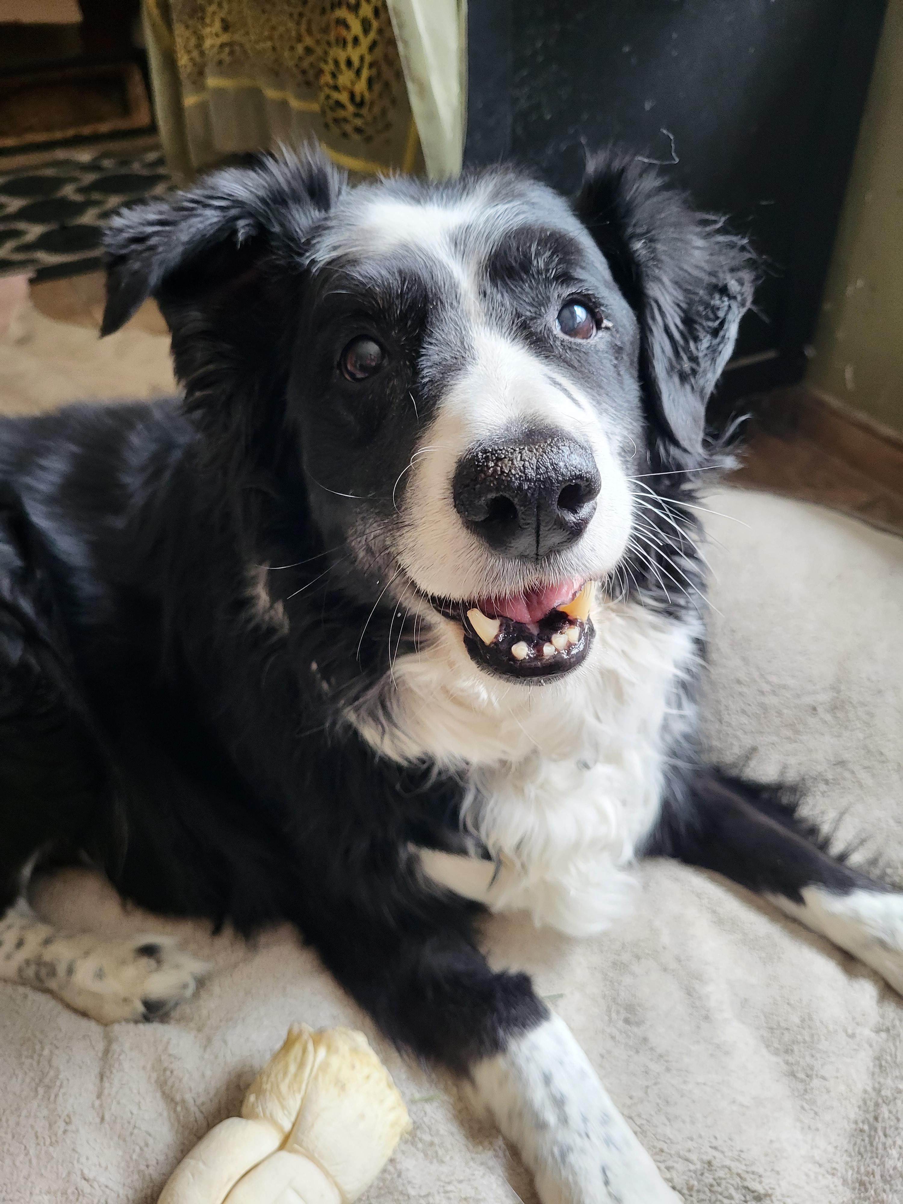 Freckles, a ADOPTABLE Border Collie in Winnipeg, MB image 3/6