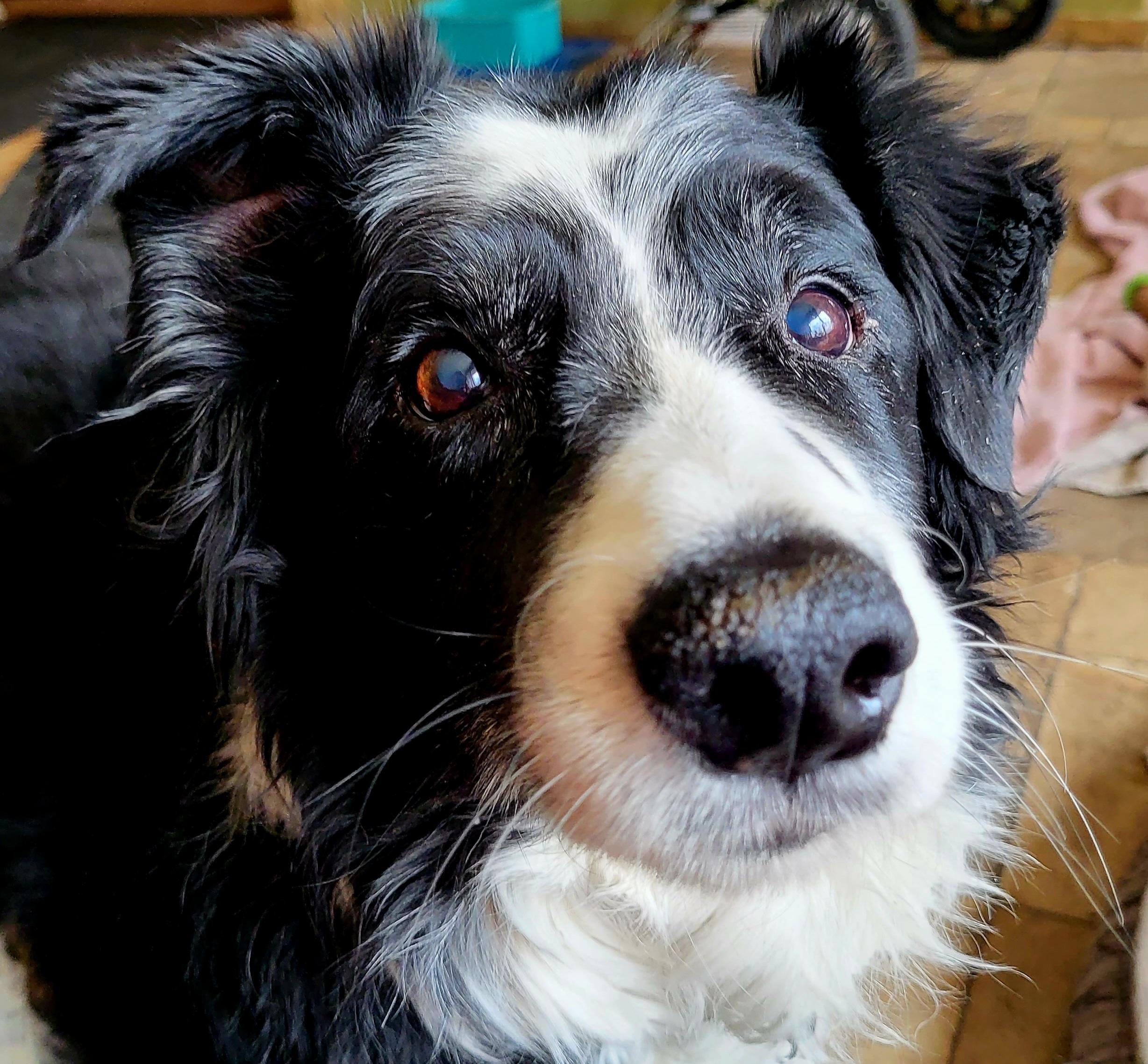 Freckles, a ADOPTABLE Border Collie in Winnipeg, MB image 6/6