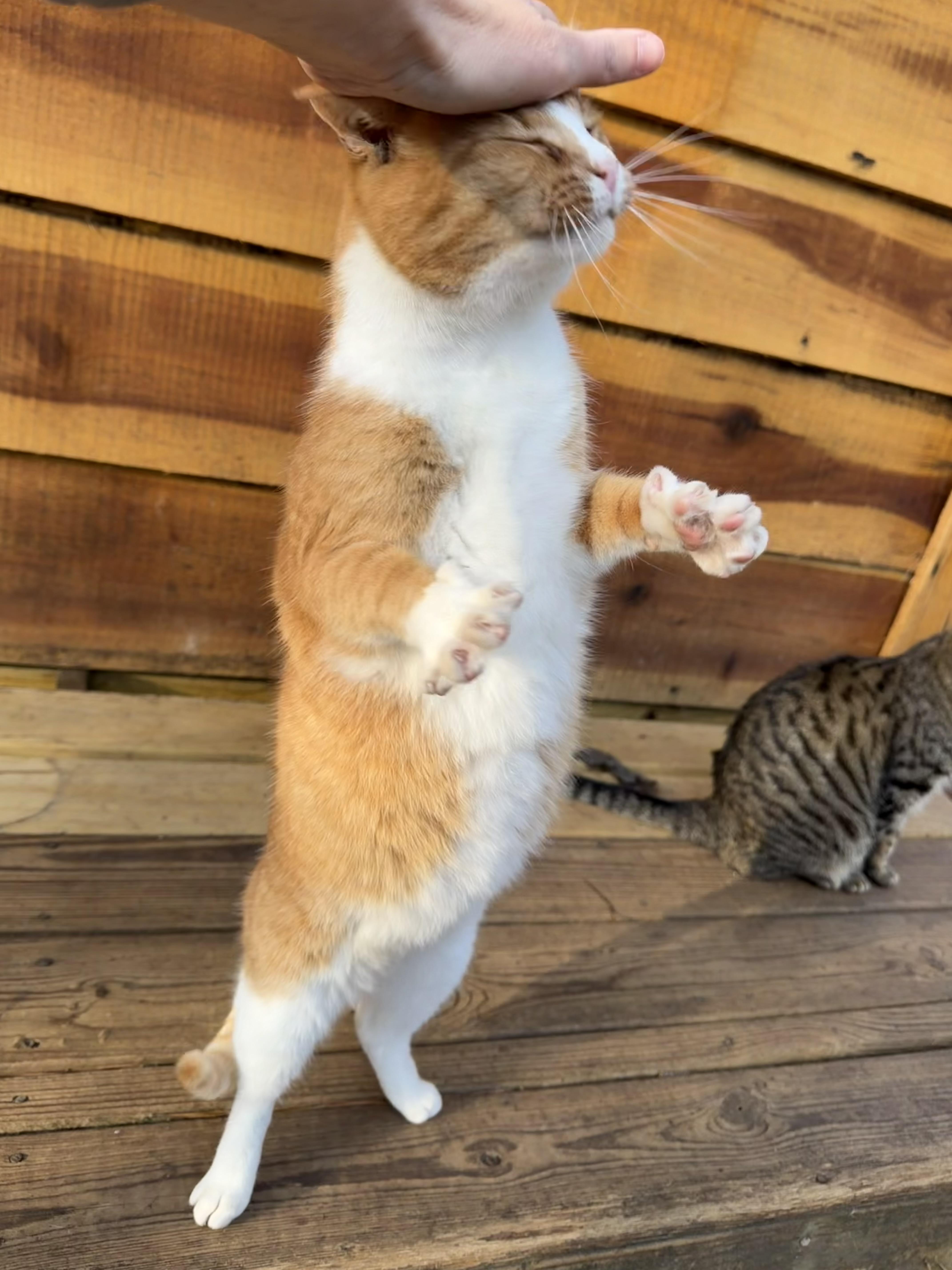 Thomas — thumbnail 4