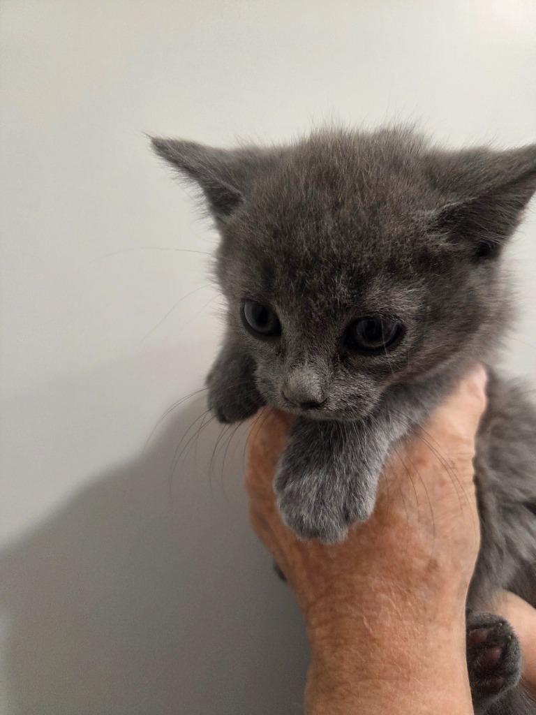 Maye, Adopted, Kitten Female Domestic Short Hair.