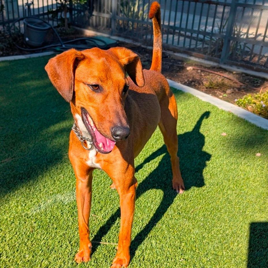 Enlarge Rico (C000-419) - City of Industry, a Adoptable mixed breed in Chino Hills, CA image 1/6