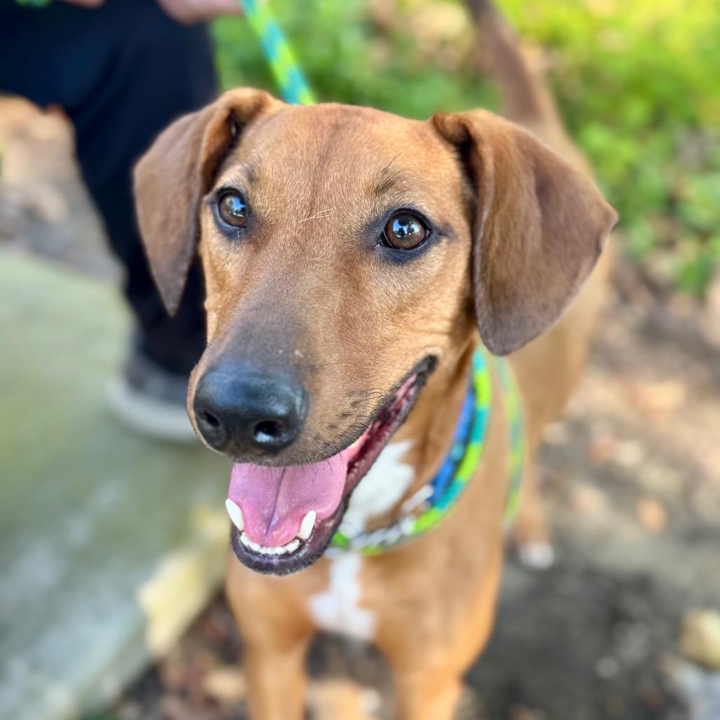 Rico C000-419 - Chino Hills Location, Adoptable, Adult Male Doberman Pinscher & Mixed Breed.