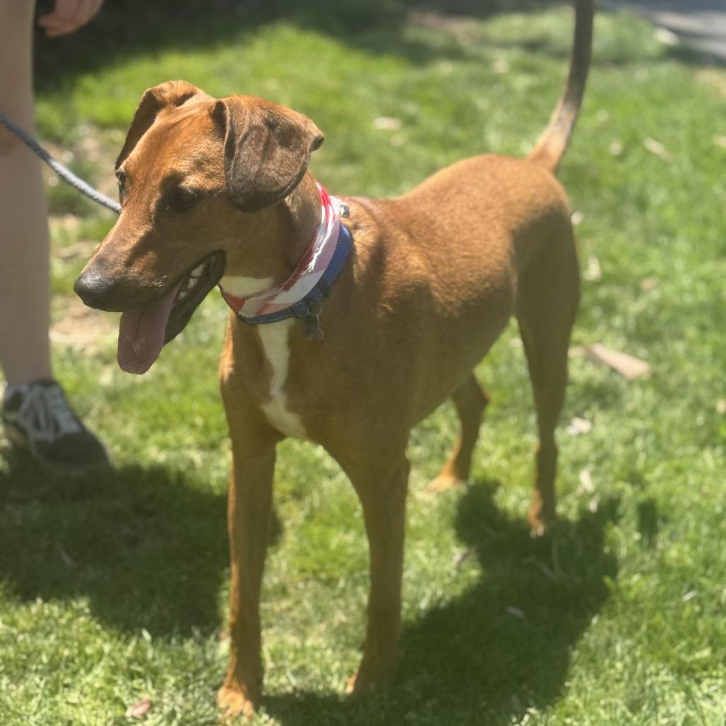 Enlarge Rico C000-419 - Chino Hills Location, a Adoptable mixed breed in Chino Hills, CA image 1/6